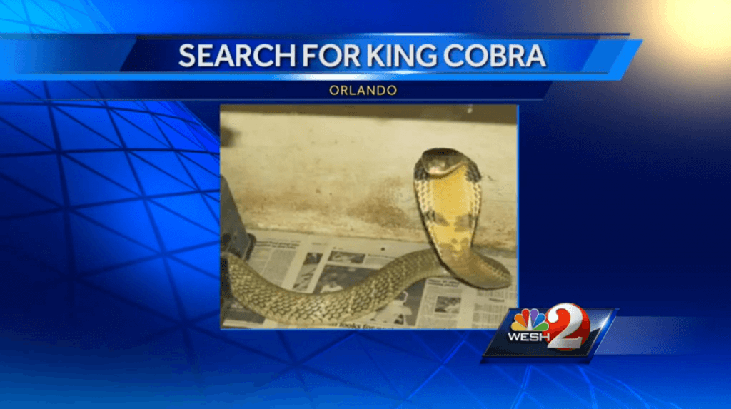 Escaped_king_cobra_on_the_loose_in_Orlando___Local_News_-_WESH_Home