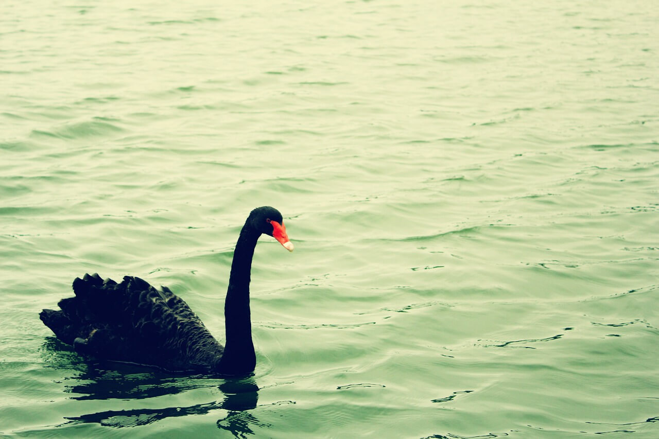 black swan